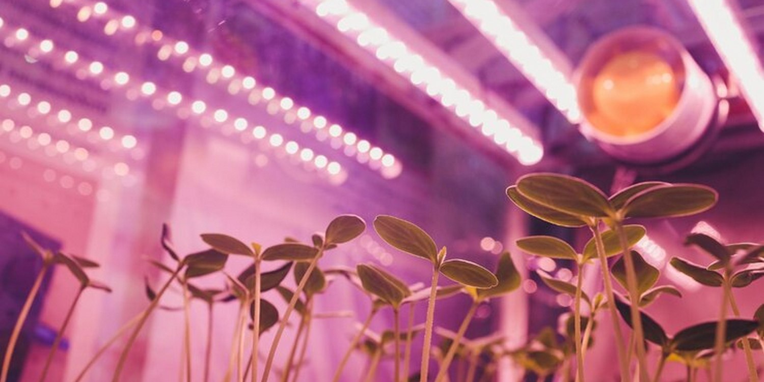 ростки под светодиодными лампами