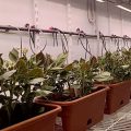 растения в климатической камере