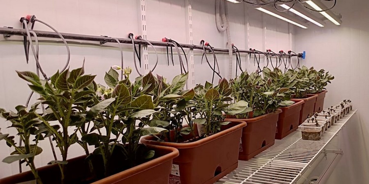 растения в климатической камере