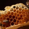 пчелы на медовых сотах