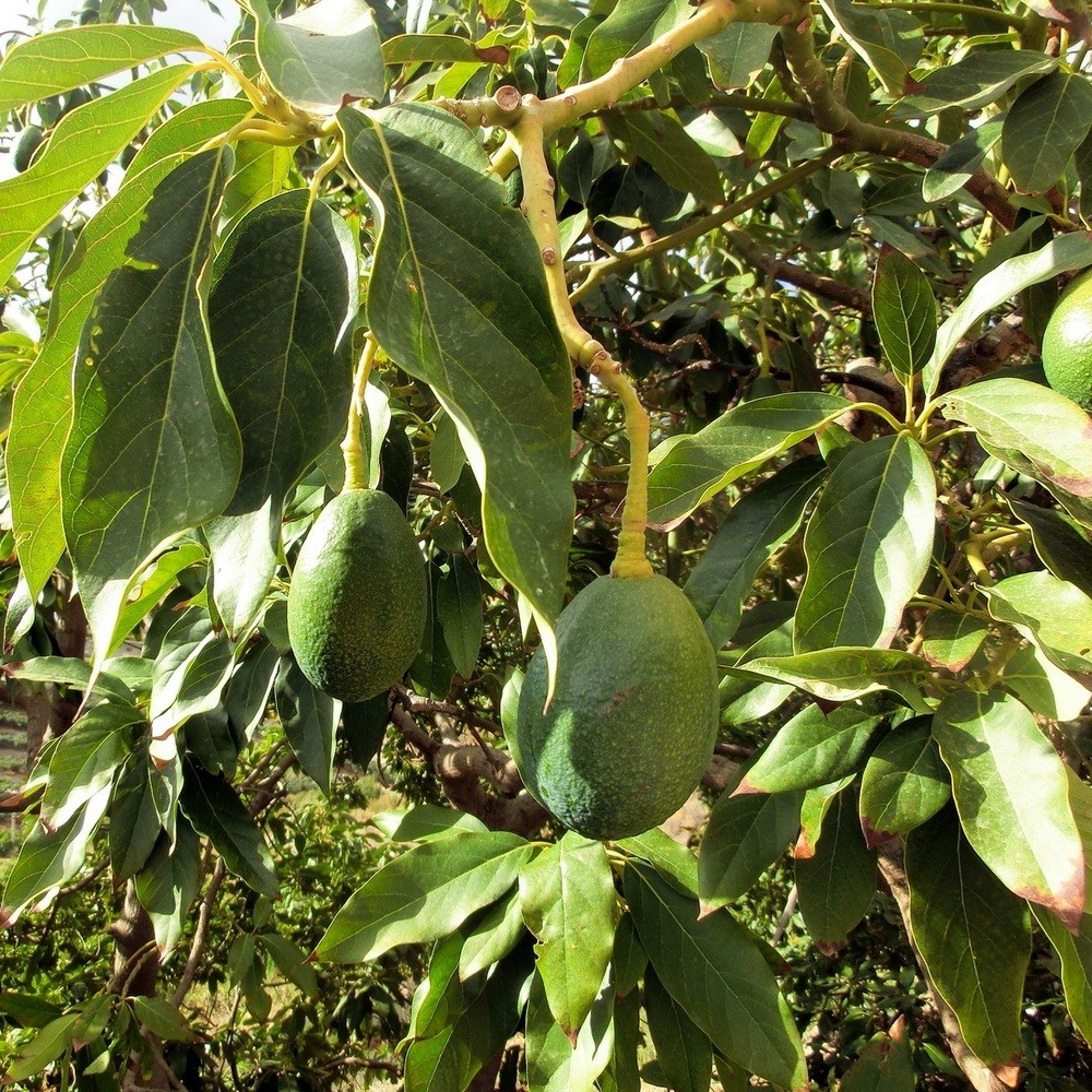 авокадо на дереве