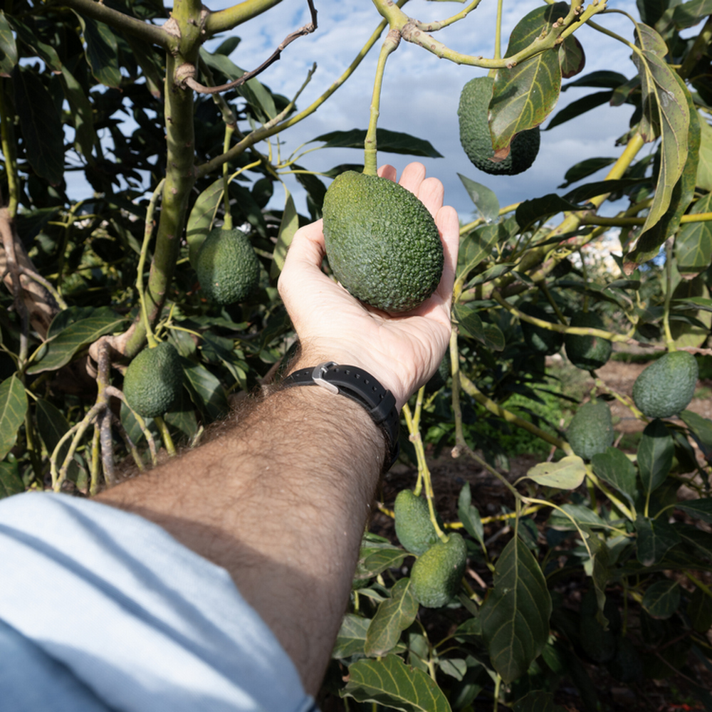 мужская рука протянута к авокадо на дереве