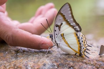 бабочка рядом с рукой человека
