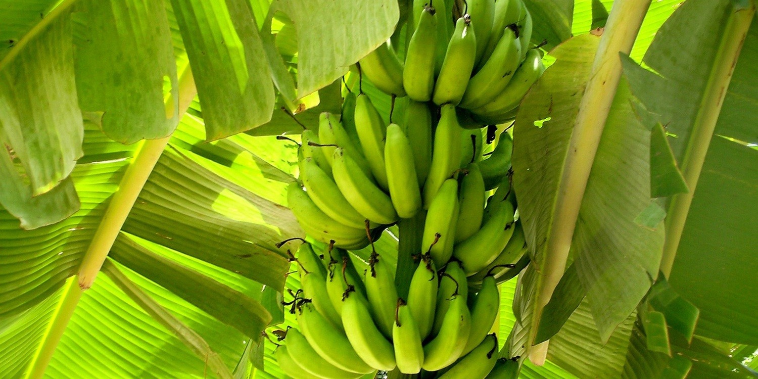 Самый распространенный в мире сорт бананов может исчезнуть