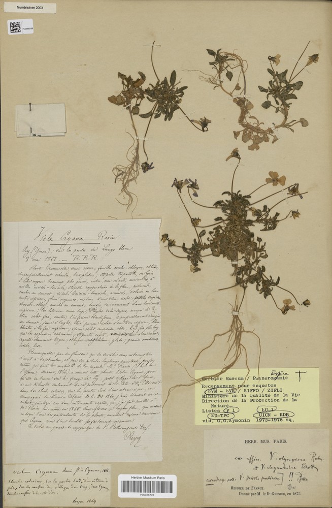 страница из гербария с крийской фиалкой