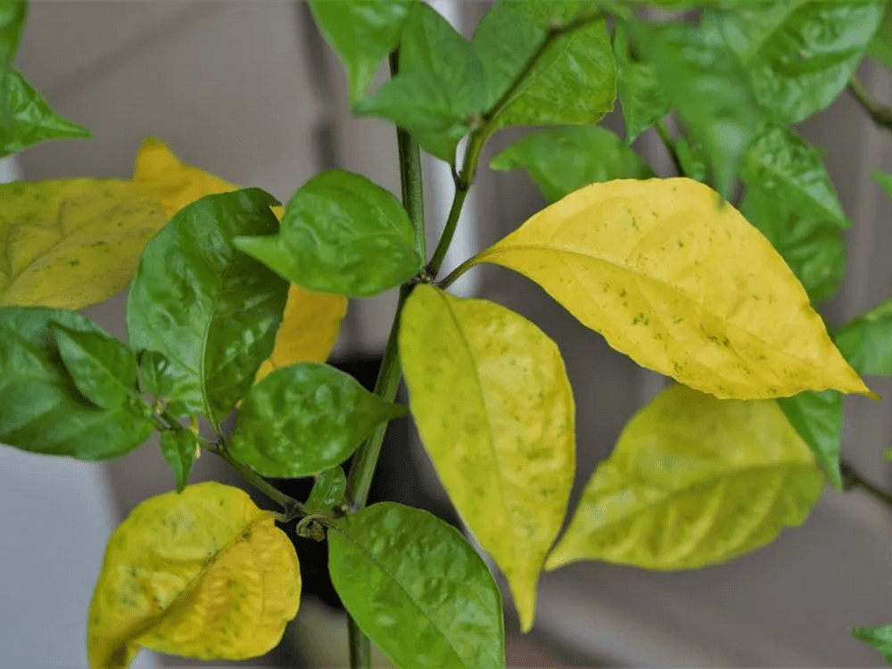 желтые листья у острого перца
