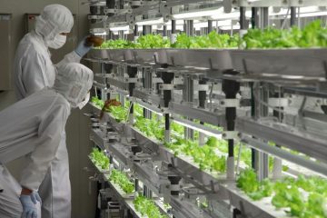 Рабочие осматривают салат на предприятии префектуры Фукусима