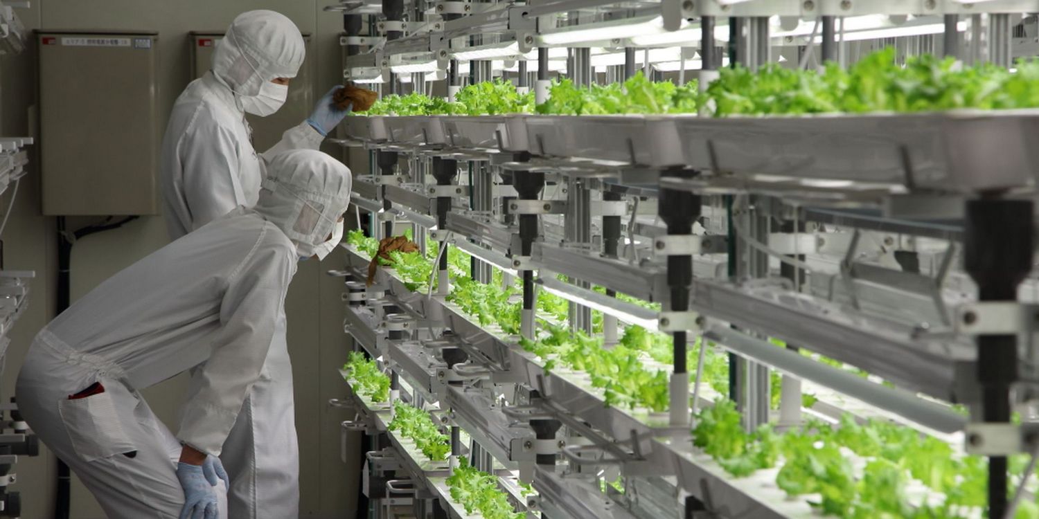 Рабочие осматривают салат на предприятии префектуры Фукусима