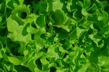 зеленые листья салата вид сверху