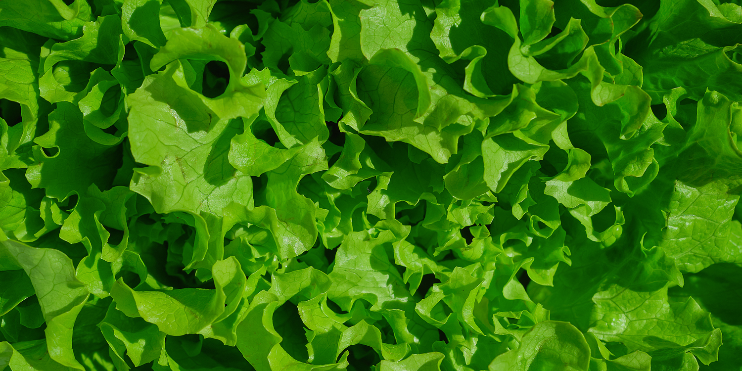 зеленые листья салата вид сверху