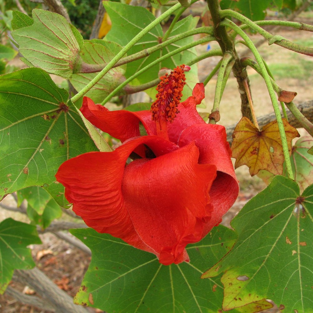 красный цветок кокии на кусте