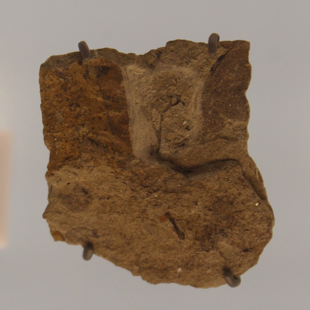 окаменелость со следами куксонии