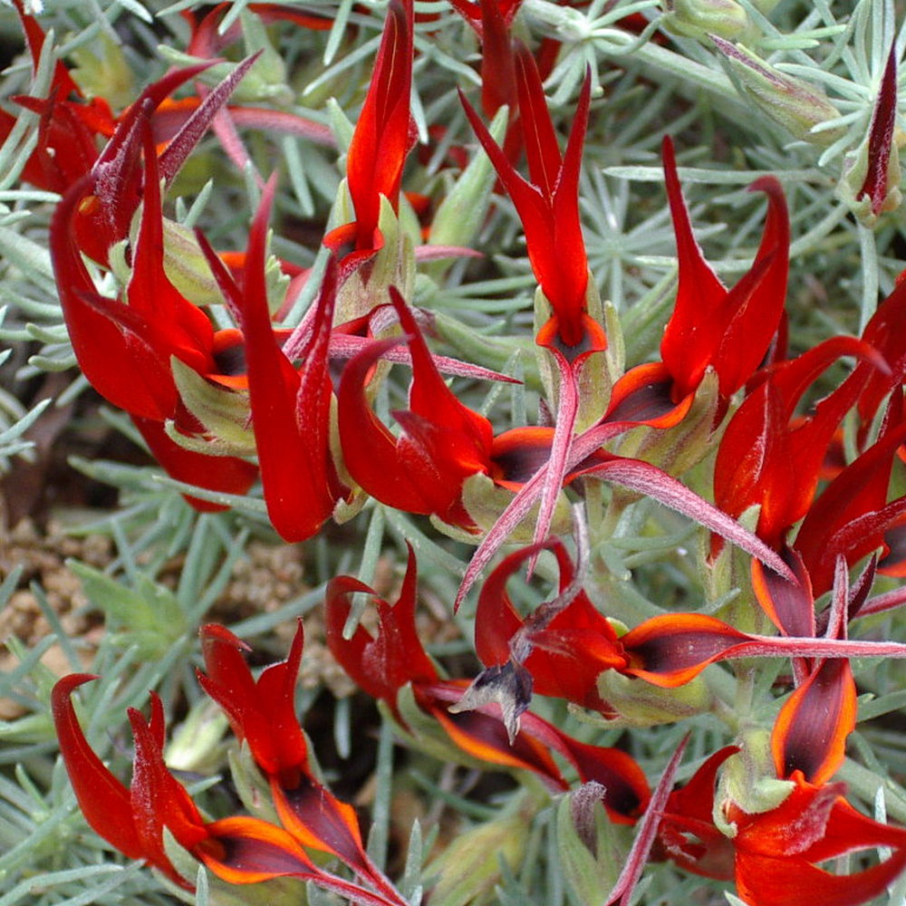 лядвенец Бертелота с красными цветами