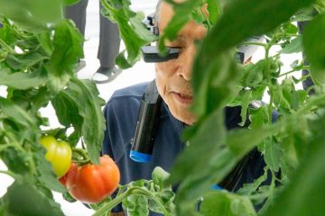 фермер осматривает помидоры в теплице