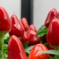 маленькие красные плоды острого перца
