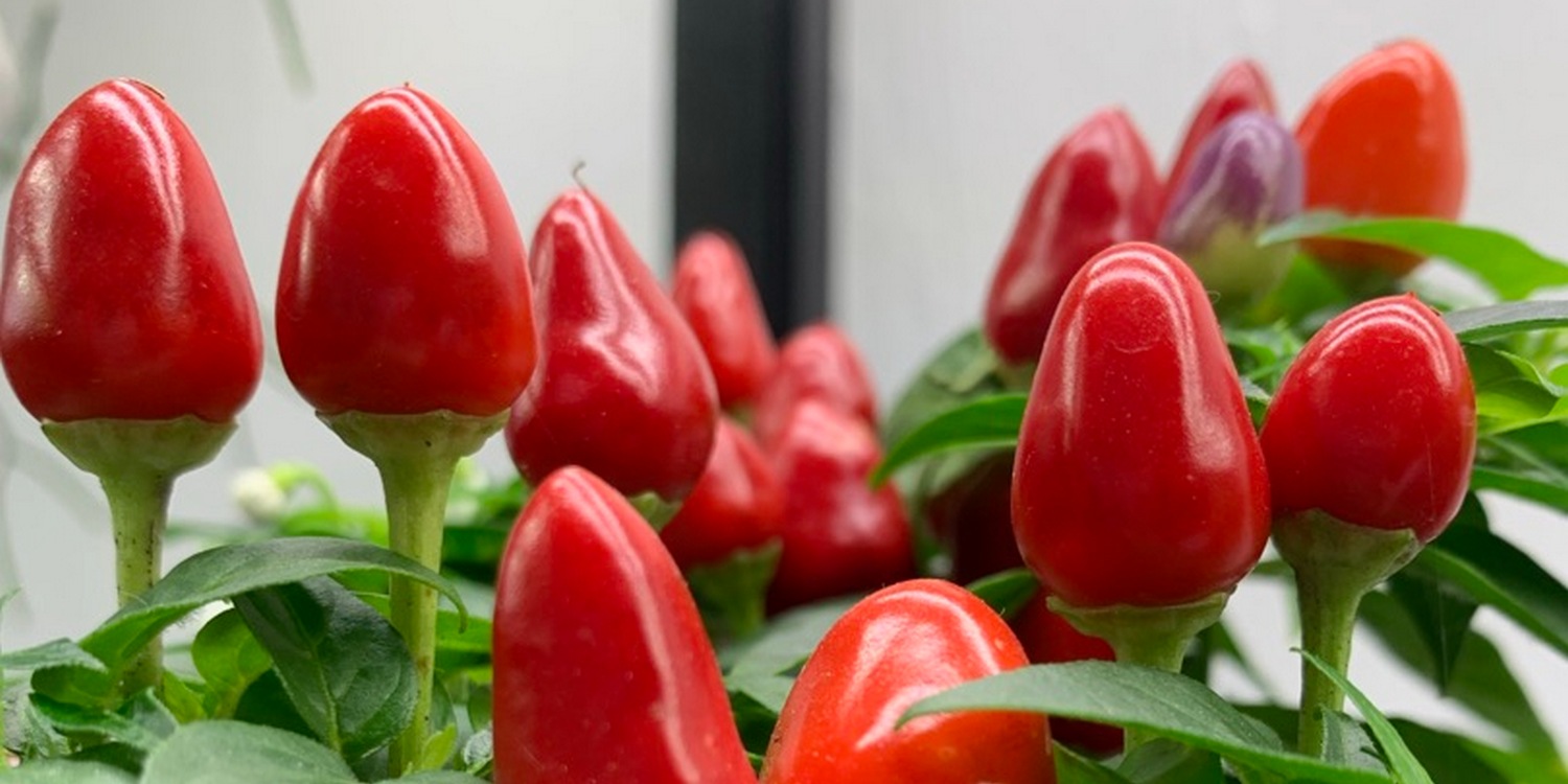 маленькие красные плоды острого перца