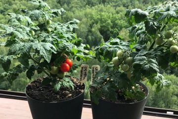 помидоры на лоджии