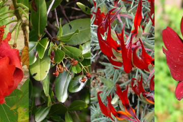 коллаж из фотографий растений