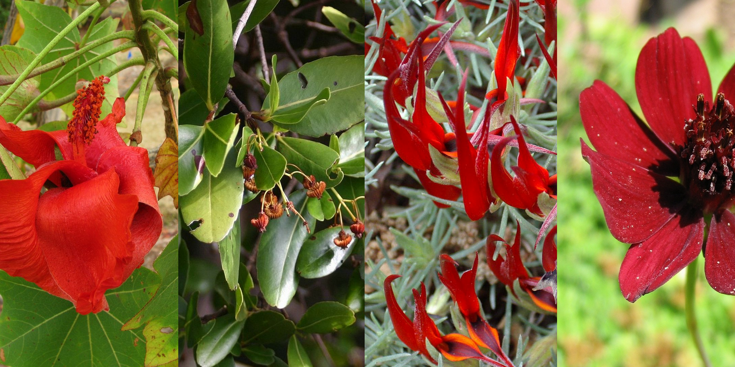 коллаж из фотографий растений