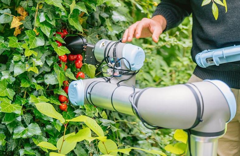 робот для сборки томатов