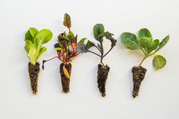 рассада овощных культур