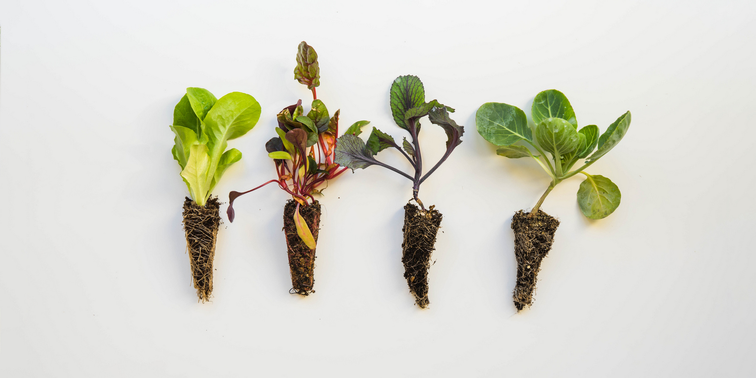 рассада овощных культур