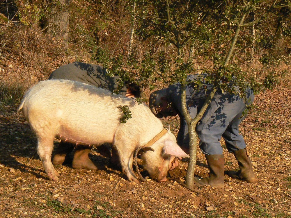 свинья ищет трюфели