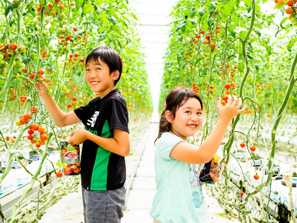 дети собирают помидоры черри