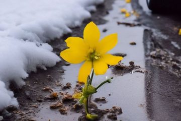 цветок на асфальте в снегу