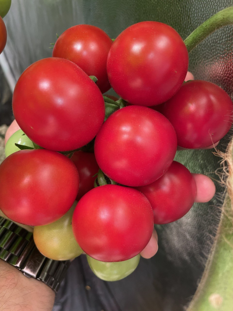 урожай помидоров