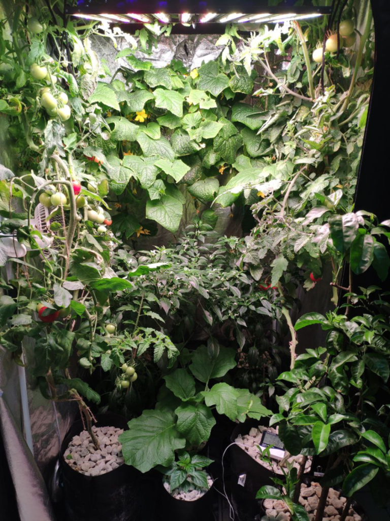 растения в гроубоксе