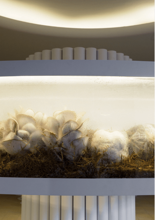инсталляция с грибной фермой