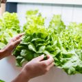 сити-фермер выбирает салат на стеллаже