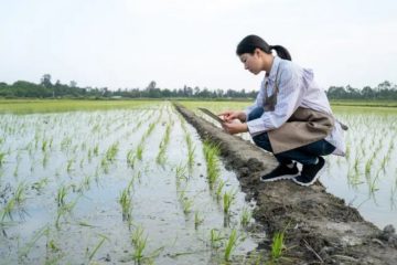 девушка на рисовом поле
