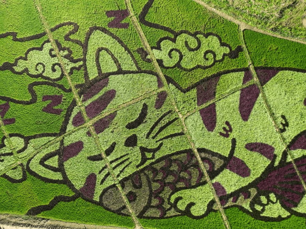 изображение кошки на рисовом поле