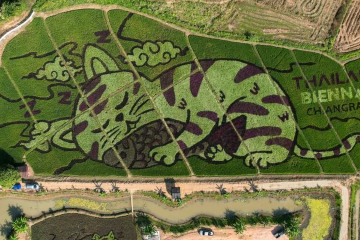 изображение кота на рисовом поле