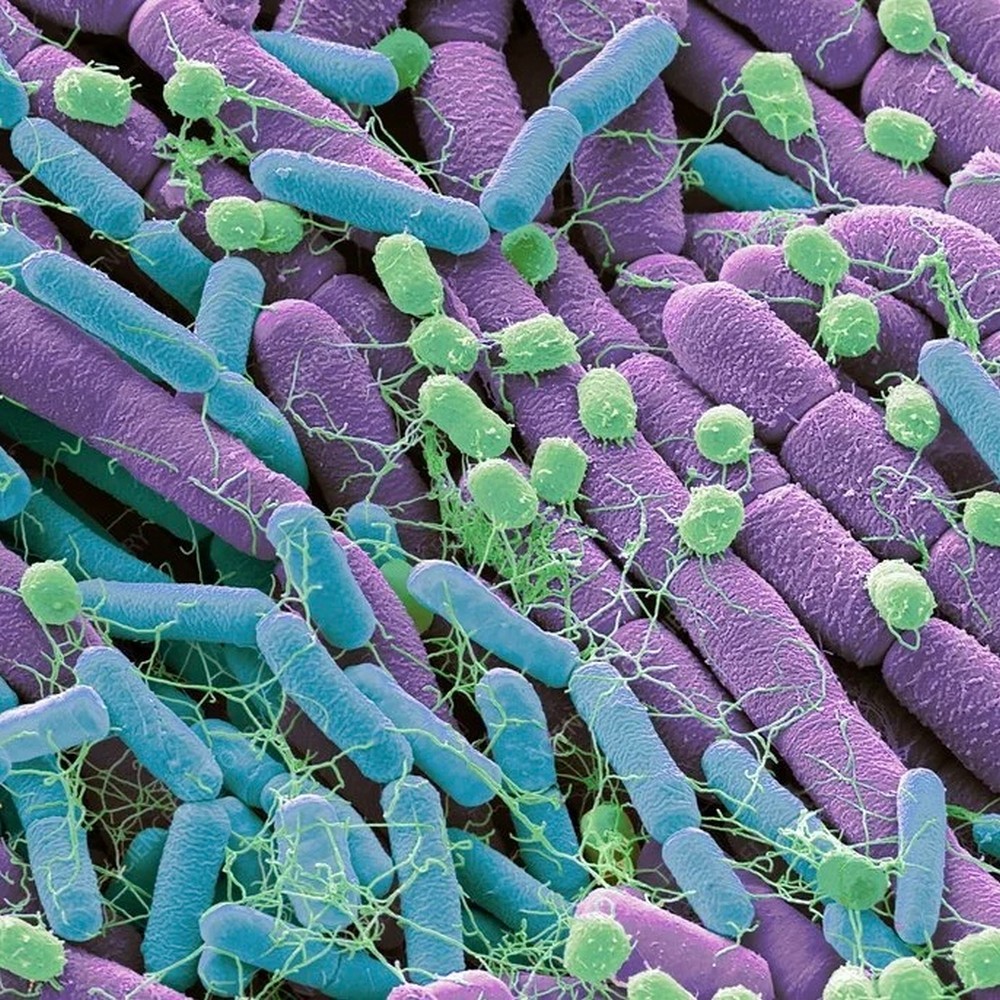 лактобактерии под микроскопом