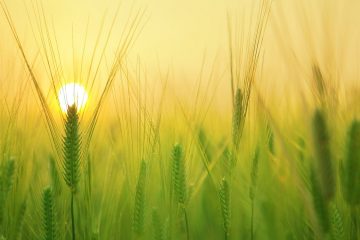 колос пшеницы на фоне солнца