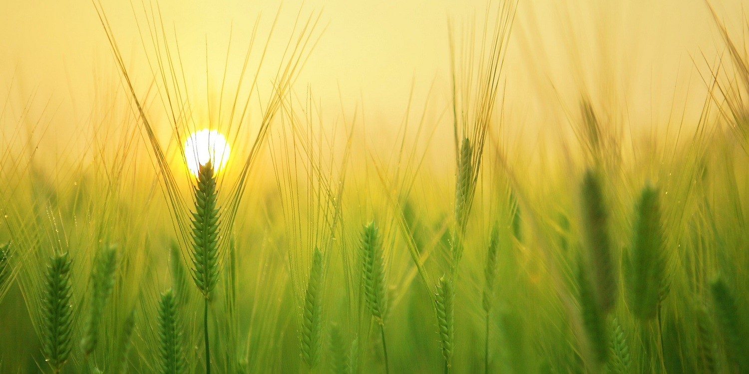 колос пшеницы на фоне солнца