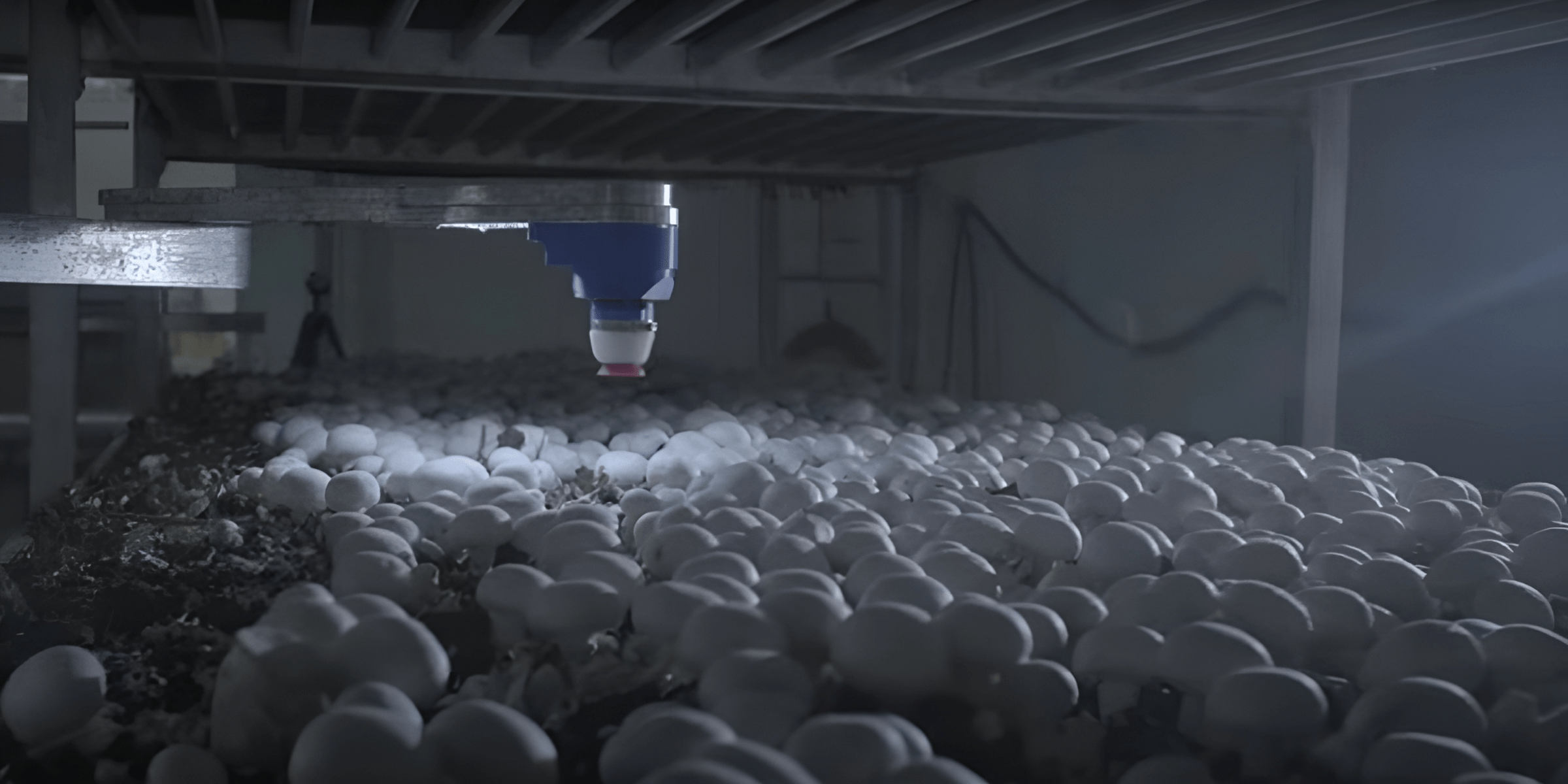 робот собирает грибы на ферме
