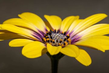 красивый желтый цветок на темном фоне