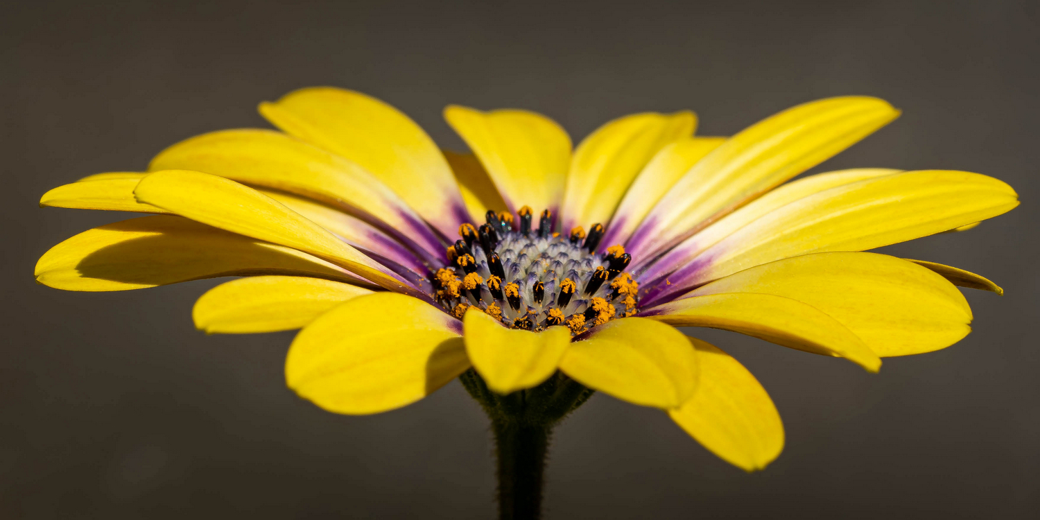 красивый желтый цветок на темном фоне