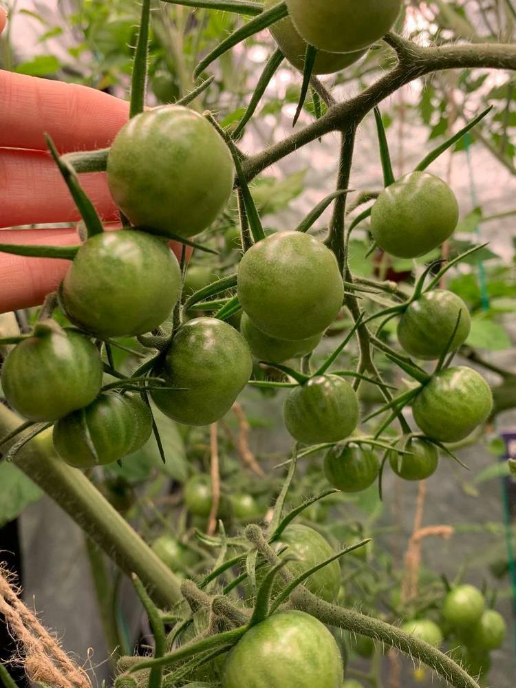 помидоры в гроубоксе