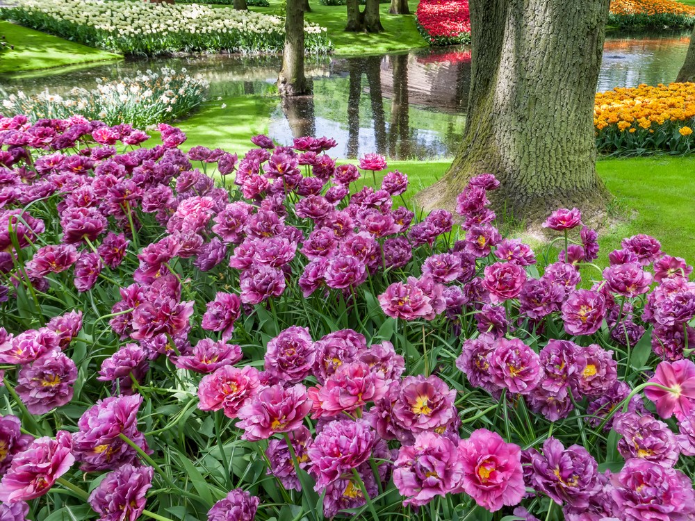 фиолетовые цветы в саду