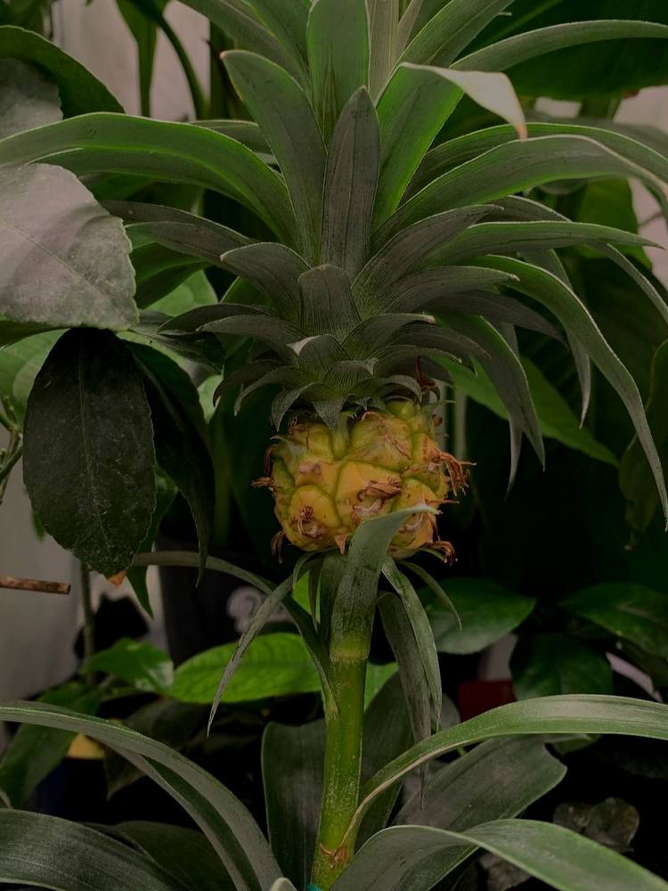 ананас растет в гроутенте