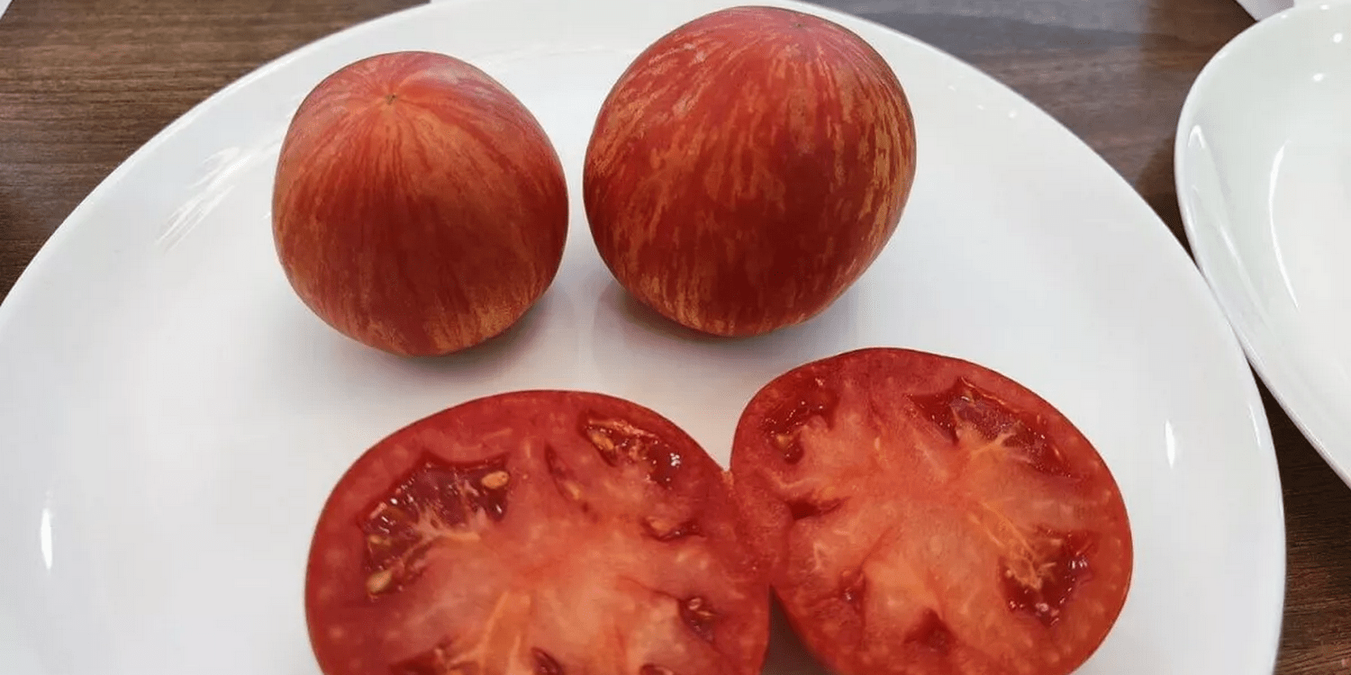 помидоры сорта бельбек