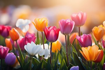 белые, розовые, желтые и фиолетовые тюльпаны растут в саду в солнечный день