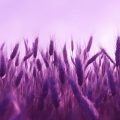 Колосья фиолетовой пшеницы