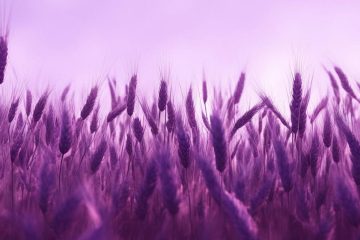 Колосья фиолетовой пшеницы