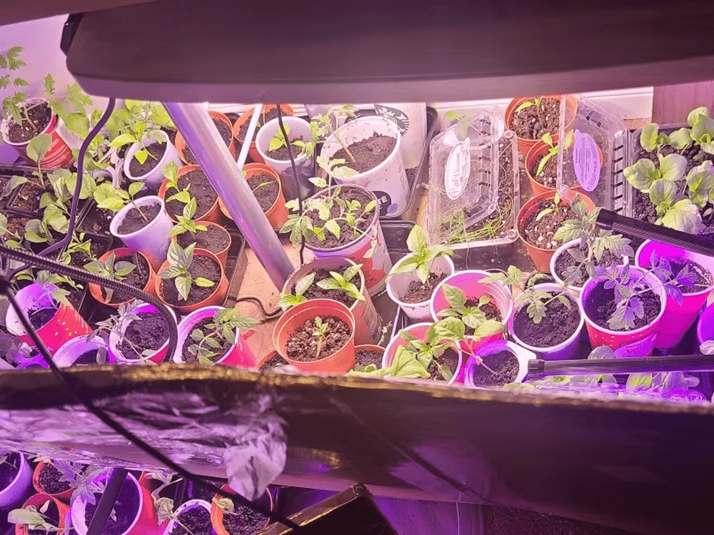 растения в горшках на стеллаже под светодиодными лампами